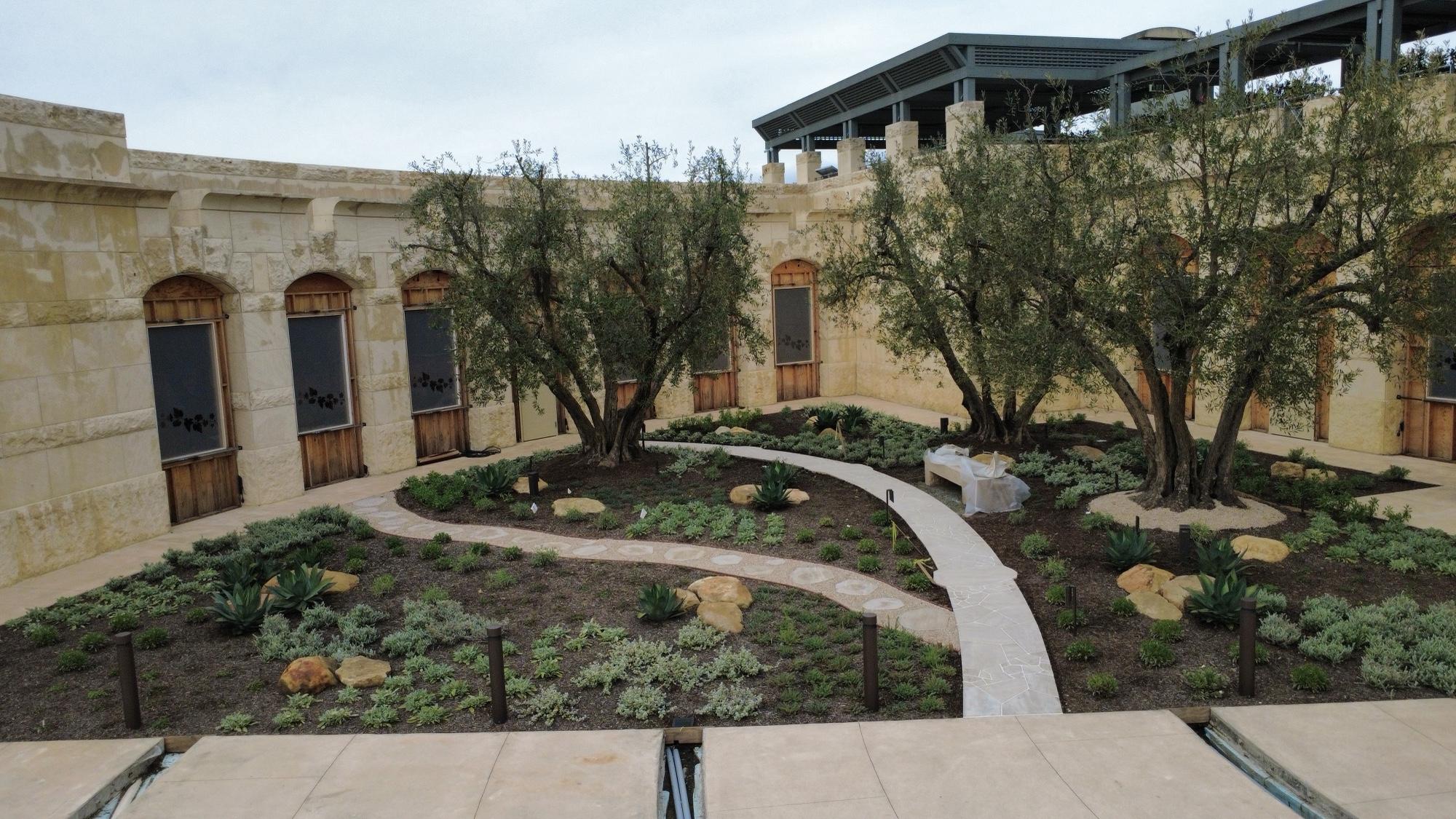 Completed planted courtyard enclosed by pale stone walls
